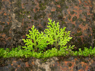 the growth on the rock