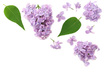 lilac flowers with green leaf isolated on white background. top view