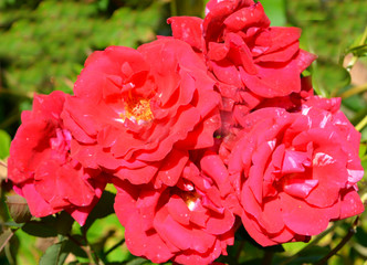 beautiful luxury flowers, red roses, blooming garden