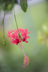 Red Hibiscus