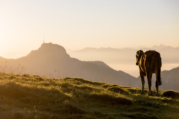 Fototapeta na wymiar Kühe im Morgenlicht auf dem Alpsigel mit Hoher Kasten