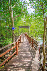 Fototapeta premium Tropical exotic travel concept - concrete bridge in flooded rain forest jungle of mangrove trees at phuket thailand