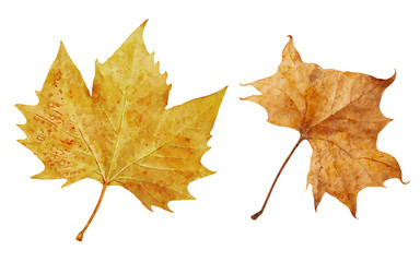 Watercolor autumn leaves isolated on white background
