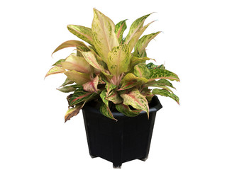 Aglaonema or Chinese Evergreen in black plastic pot isolated on white background.