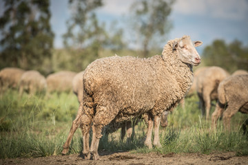 Obraz premium Merino Sheep