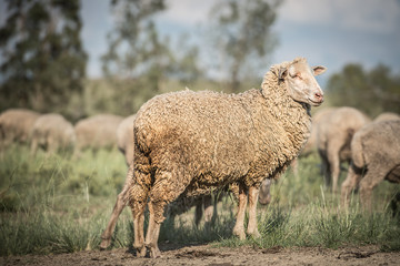 Merino Sheep