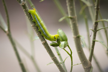 caterpillar green eating