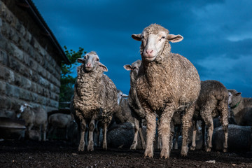 Merino Sheep