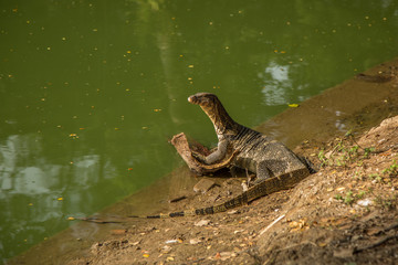 Monitor Lizard in Bangkok, Thailand