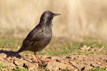 Spotless Starling (Sturnus unicolor), Sierra Morena, Andalucia, Spain.