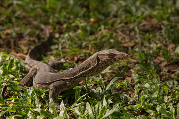 Monitor Lizard in Bangkok's Lumpini Park.