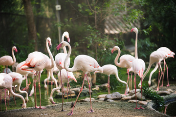 Flamingo bird day life with pond and trees in Dusit zoo, Bangkok.