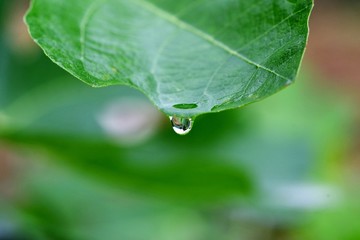葉から落ちる水滴