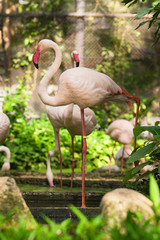 Flamingo bird day life with pond and trees in Dusit zoo, Bangkok.