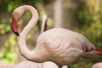 Flamingo bird day life with pond and trees in the zoo, Bangkok.