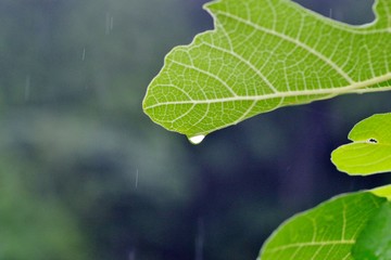 葉から落ちる水滴