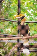 Close up of Great hornbill in the zoo on Bangkok, Thailand.