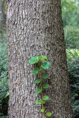 Tree bark and leaves