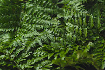 Green leatherleaf fern background.