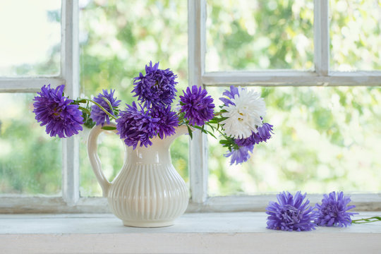 Fototapeta purple asters in  jug on  windowsill