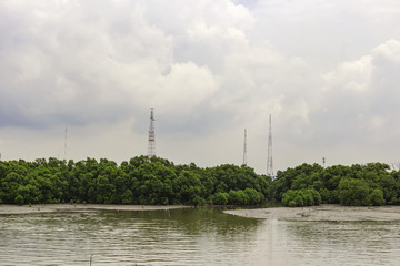 Fototapeta na wymiar The area of mangrove forest at the mouth of the river. The background of the antenna and the clouds.