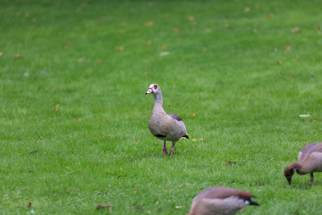 Bird on field
