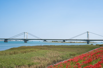 彼岸花としらさぎ大橋　徳島県吉野川堤防南岸