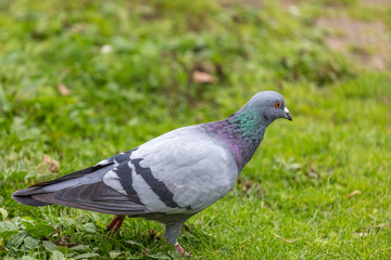 Pigeon on field