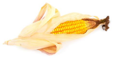 Ripe corn isolated.