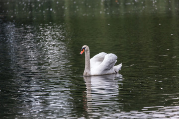 Swan in lake