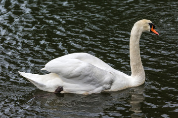 Swan in lake