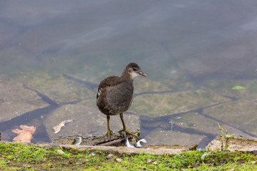 Bird in lake
