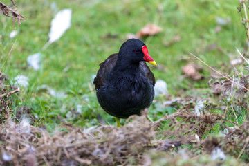 Bird on field