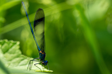  Dragonfly on grass