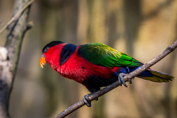 Black-capped lory