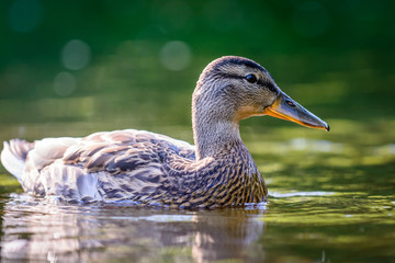 The mallard or wild duck