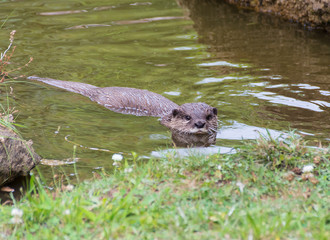 Aonyx or Ambionyx cinereus Small-Clawed Otter in pond looking at you