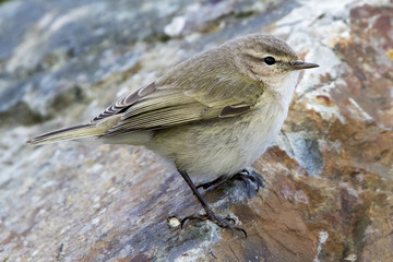 Siberian Chiffchaff (Phylloscopus collybita tristis), Newlyn, Cornwall, England, UK.
