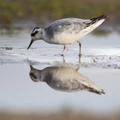 Obraz premium Grey Phalarope (Red Phalarope, Phalaropus fulicarius) in winter plumage, Waxham, Norfolk, England, UK.
