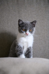 Obraz na płótnie Canvas Cute British short Hairy cat