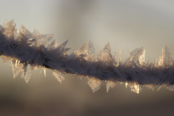 ast mit eiskristallen