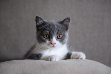 Fototapeta na wymiar Cute British short Hairy cat