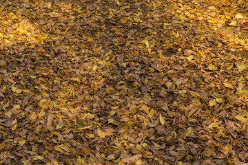 Fallen leaves.The shooting location is  Tokyo, Japan.