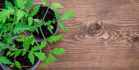 Tomato seedlings in pots before planting.