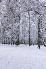 Winter park landscape with fluffy white clean snowy trees. Nature winter day background