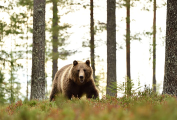 Obraz na płótnie Canvas bear in forest