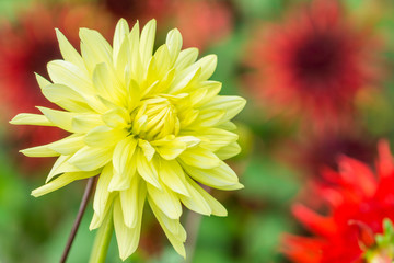 Gelbe Dahlie (Asteraceae) blüht in der Sommersonne.