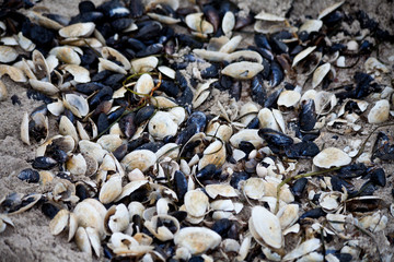 Muscheln am Strand