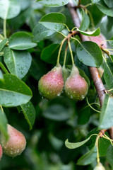 A green pear on a tree after a rain in droplets of dew.