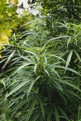 Branch of cannabis and marijuana. Ganja, hemp beautiful tree.